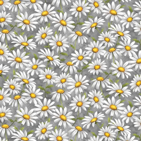 White and yellow daisies on a grey background