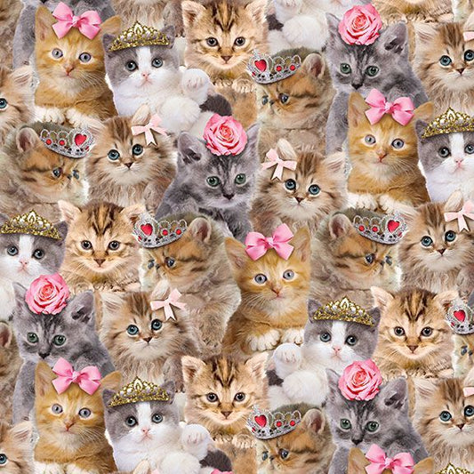 Teacup Cats | CD3579