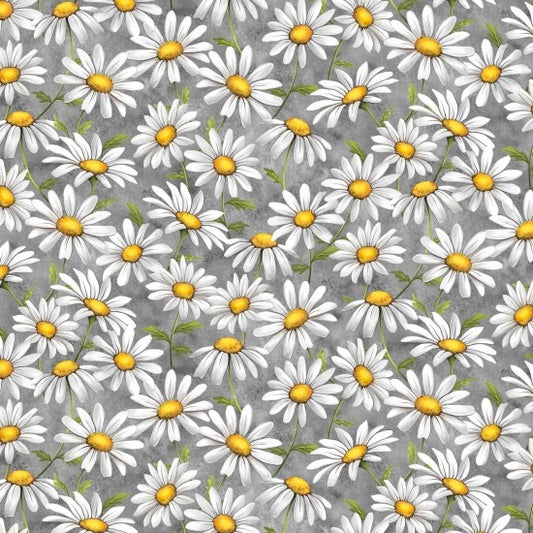 White and yellow daisies on a grey background